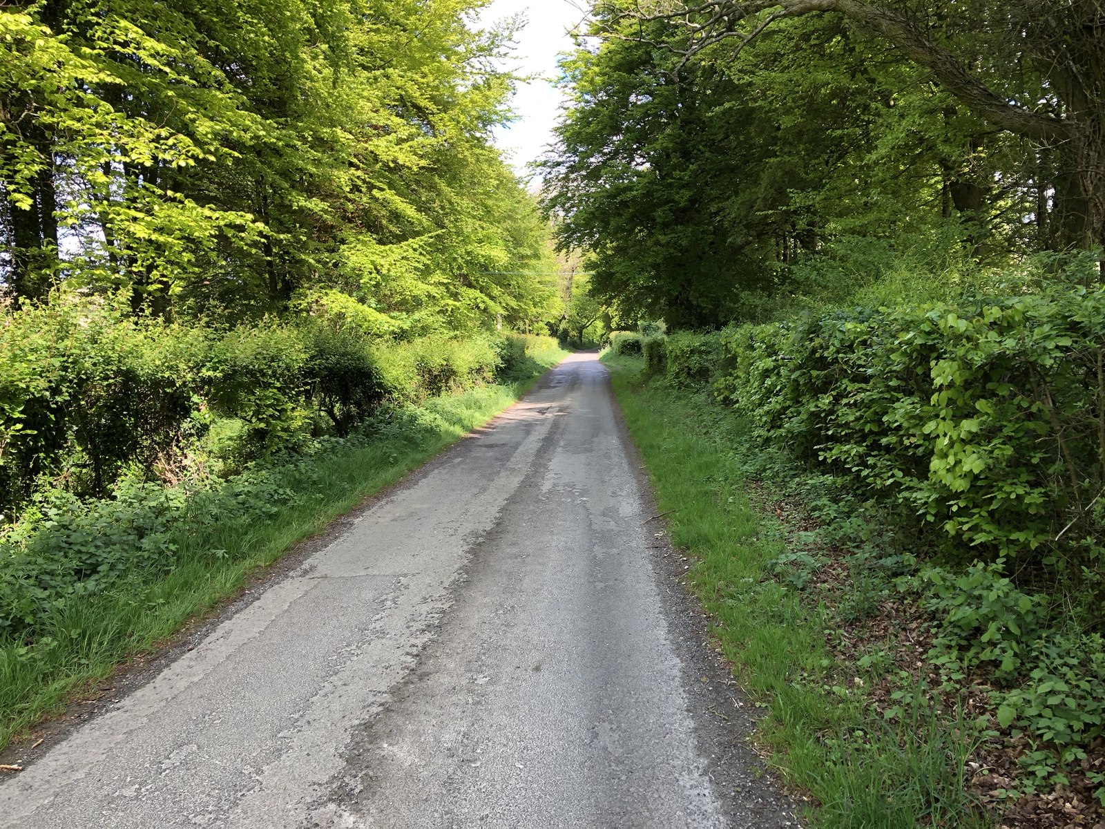 Immagine multimediale: Un regolamento comunale per la tutela degli alberi